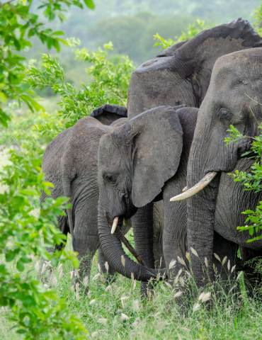 Circuit Afrique du Sud & Eswatini – Safari Kruger & Cape Town