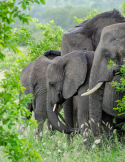 Circuit Afrique du Sud & Eswatini – Safari Kruger & Cape Town