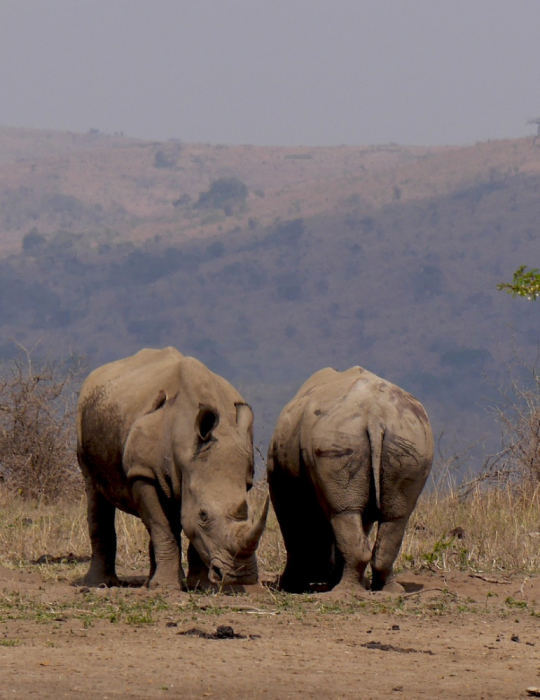 Circuit Afrique du Sud & Eswatini – Safari Kruger & Cape Town