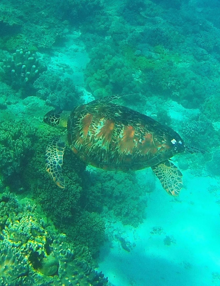 Philippines – Circuit Visayas 11 jours : Cebu, Bohol & Siquijor