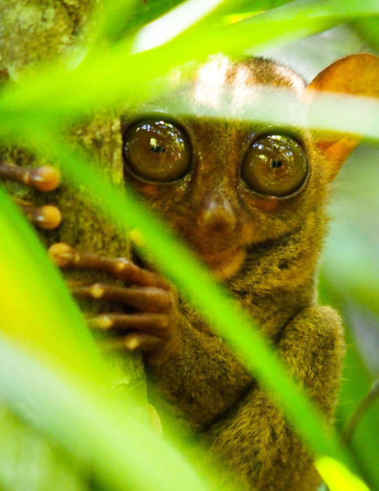 Philippines – Circuit Visayas 11 jours : Cebu, Bohol & Siquijor