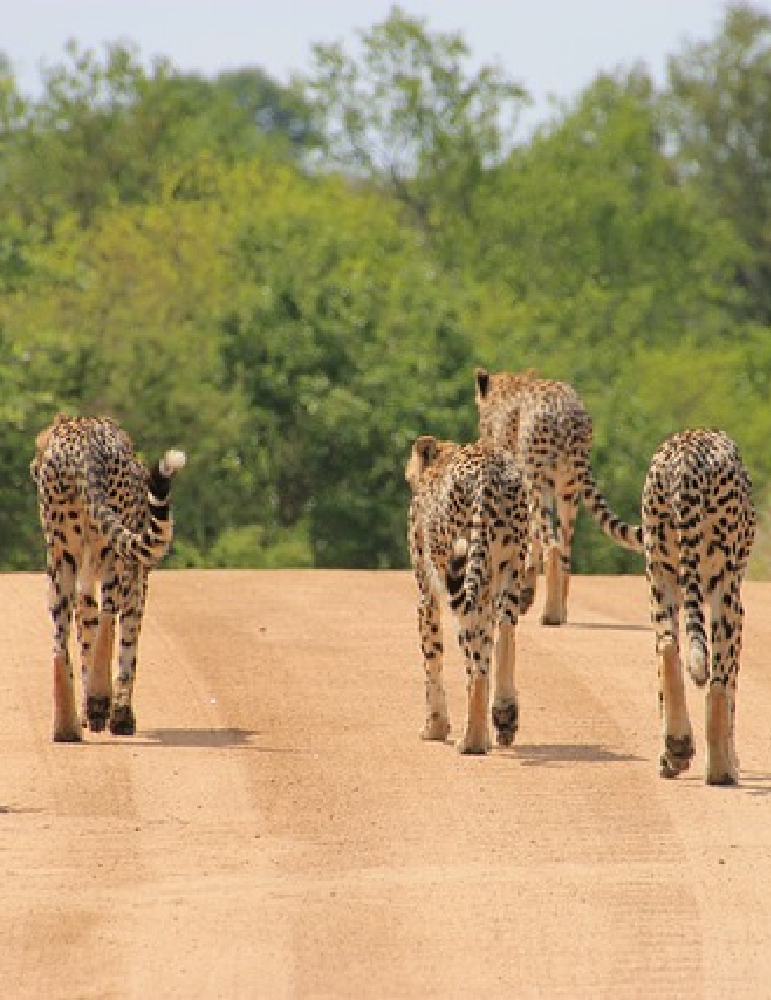 Circuit Afrique du Sud – Safari Kruger & Eswatini