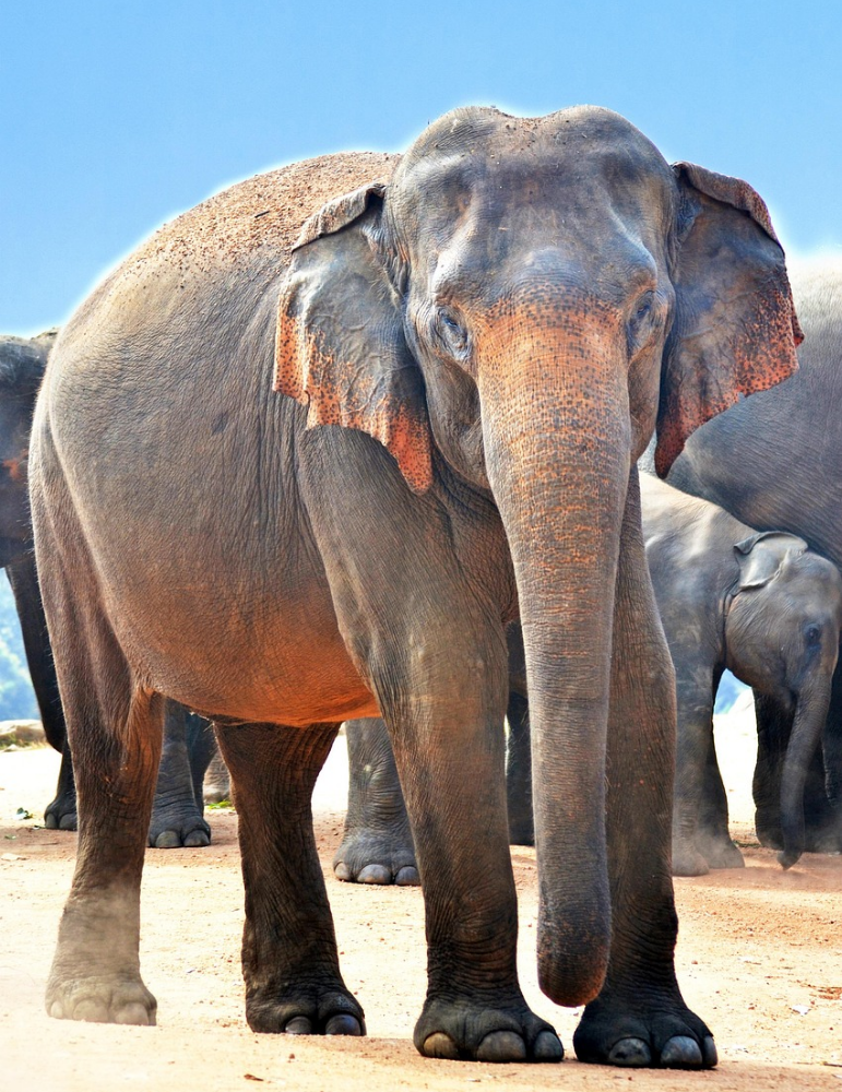 Circuit Sri Lanka 12 jours – Culture, nature & plages