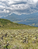 Circuit Colombie – Des Andes aux Caraïbes