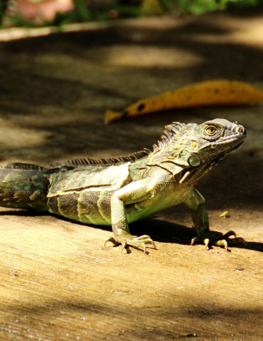 Circuit Costa Rica – Caraïbes et Pacifique