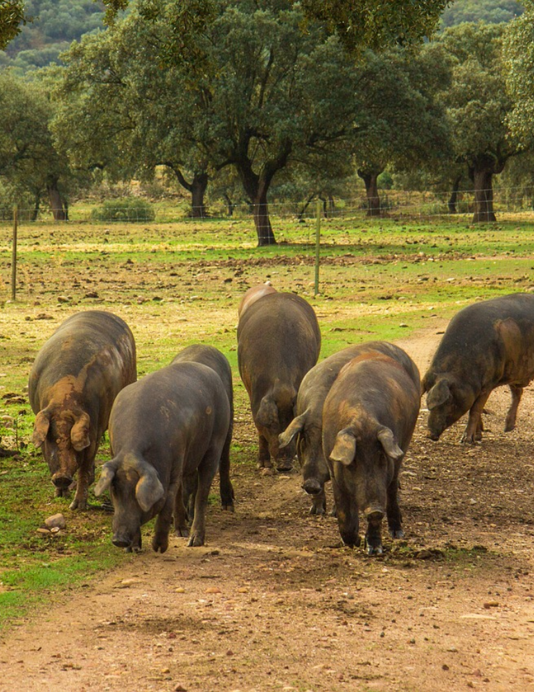 Circuit Andalousie Gourmande – Séville, Grenade & saveurs
