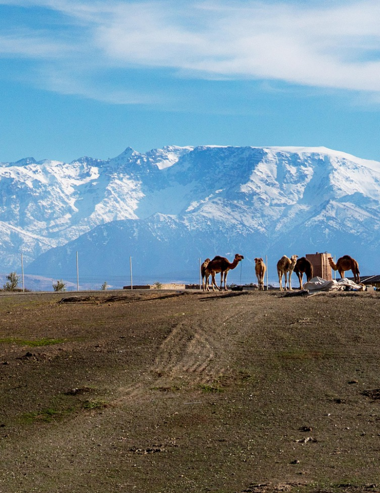 Excursions à Marrakech – Ourika, Essaouira, Agafay