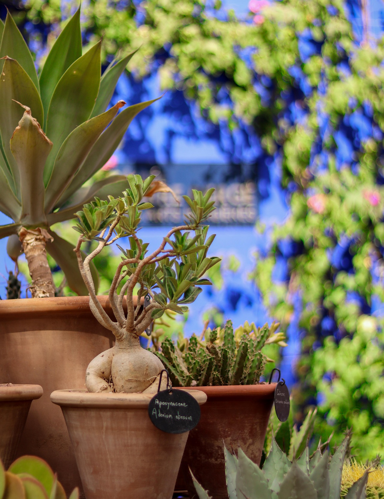 Excursions à Marrakech – Ourika, Essaouira, Agafay
