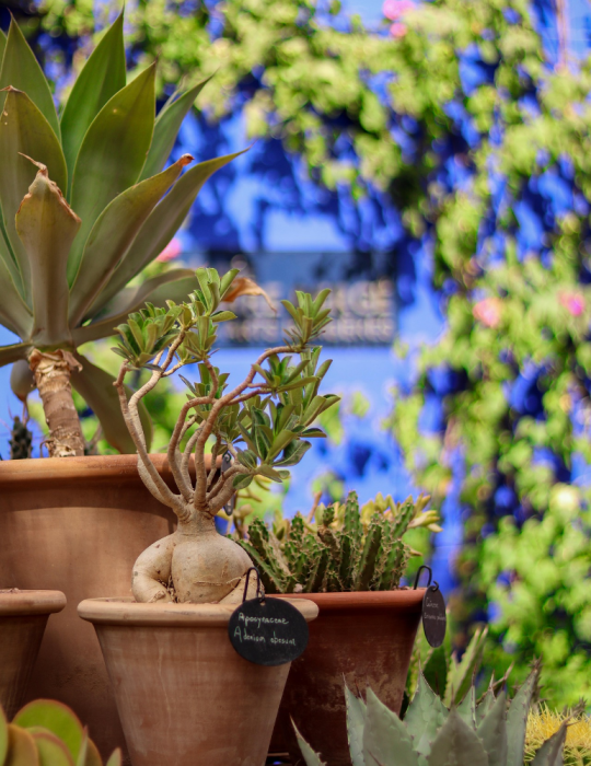 Excursions à Marrakech – Ourika, Essaouira, Agafay
