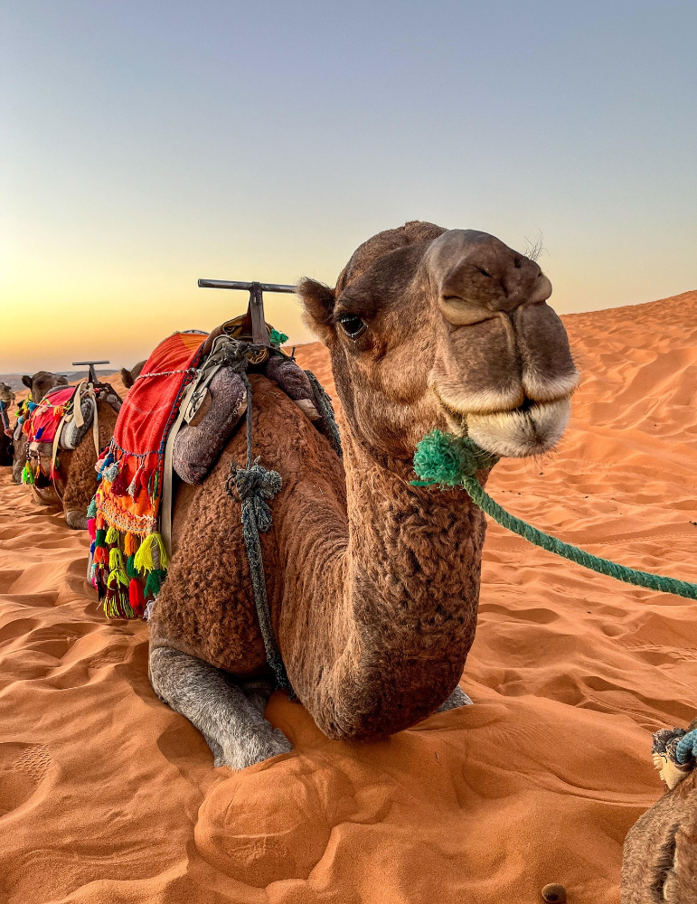 Excursions à Marrakech – Ourika, Essaouira, Agafay