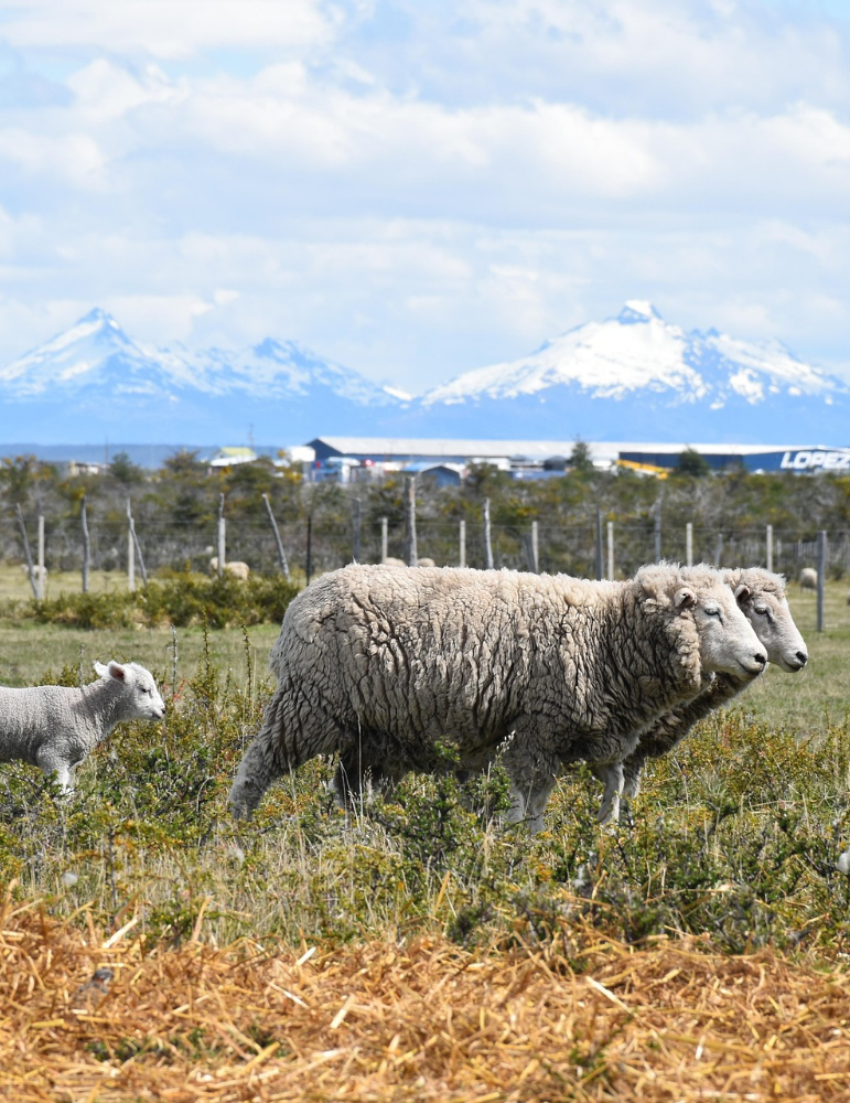 Circuit Argentine & Patagonie – Buenos Aires, Ushuaia