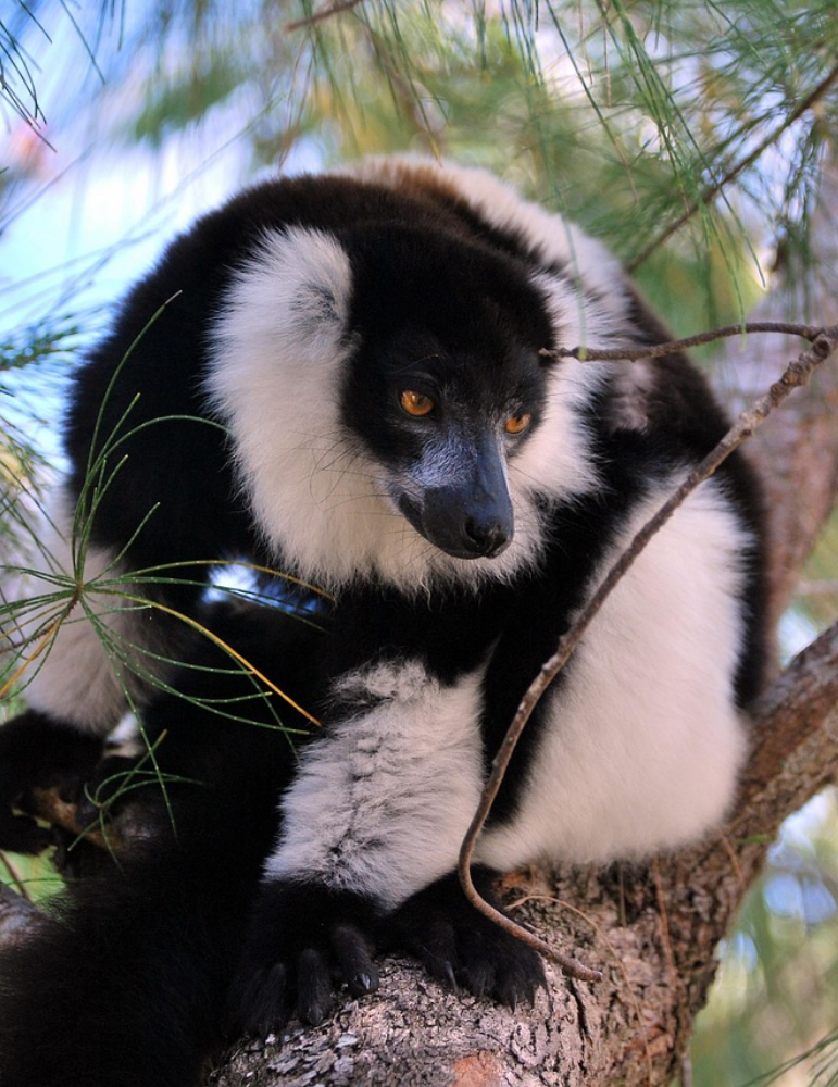 Circuit Madagascar – Canal des Pangalanes & Andasibe