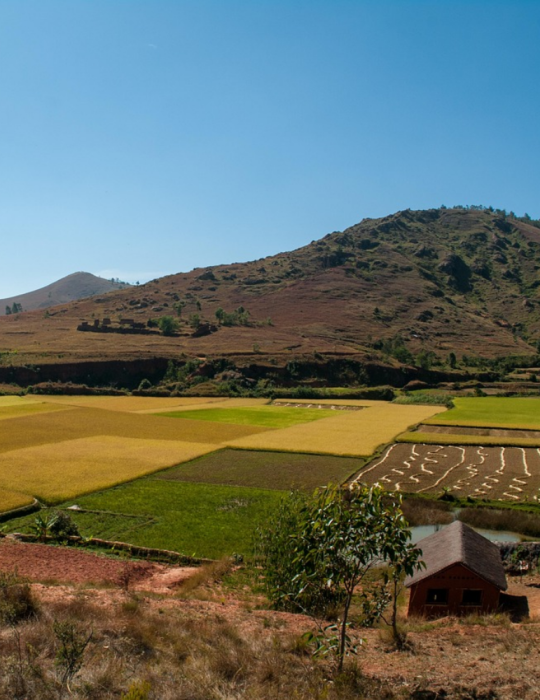 Circuit Sud Madagascar – Isalo, Ranomafana & Ifaty