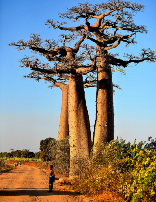 Circuit Sud Madagascar – Isalo, Ranomafana & Ifaty