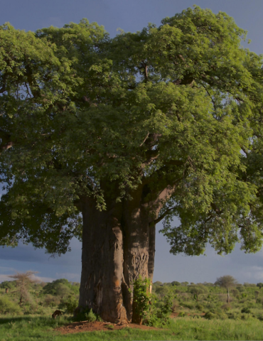 Safari Tanzanie 10 jours – Serengeti, Ngorongoro & Manyara 2