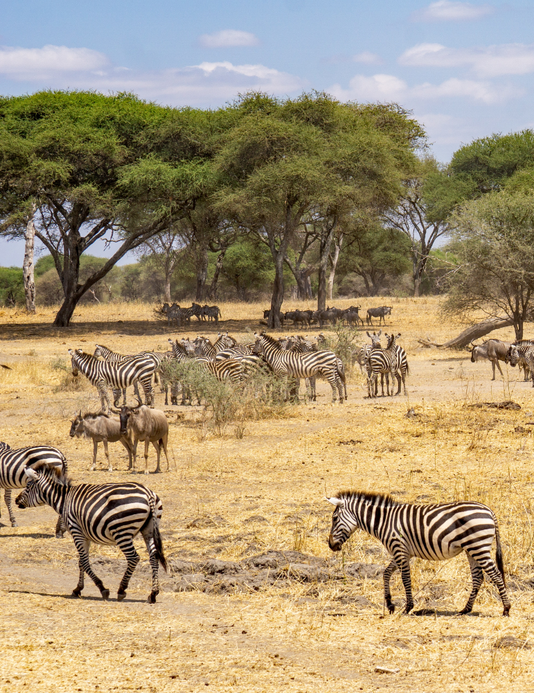 Safari Tanzanie 10 jours – Serengeti, Ngorongoro & Manyara