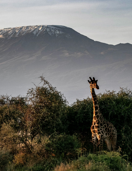 Safari Tanzanie 10 jours – Serengeti, Ngorongoro & Manyara