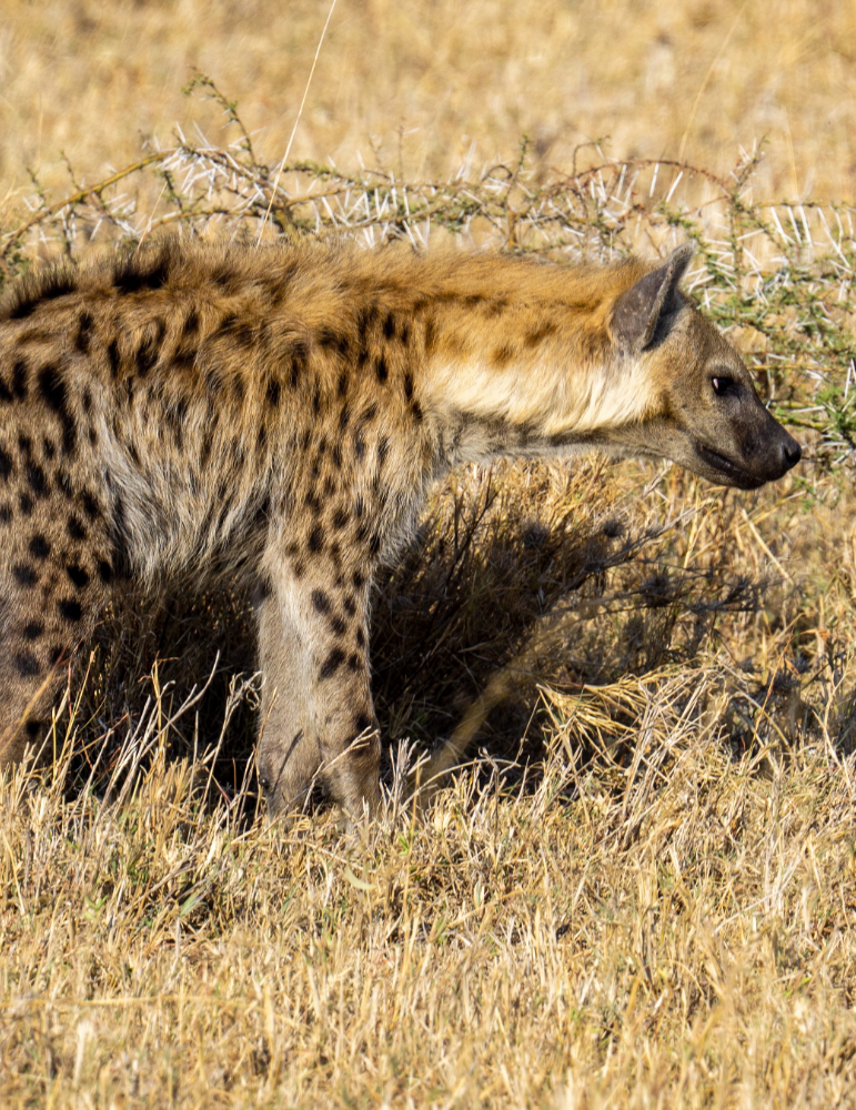 Safari Tanzanie 10 jours – Serengeti, Ngorongoro & Manyara