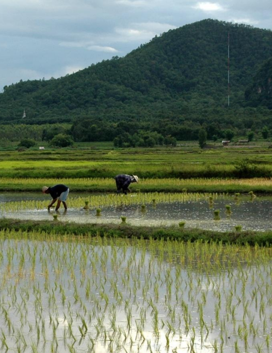 Circuit Thaïlande responsable 12 jours – immersion locale & nature