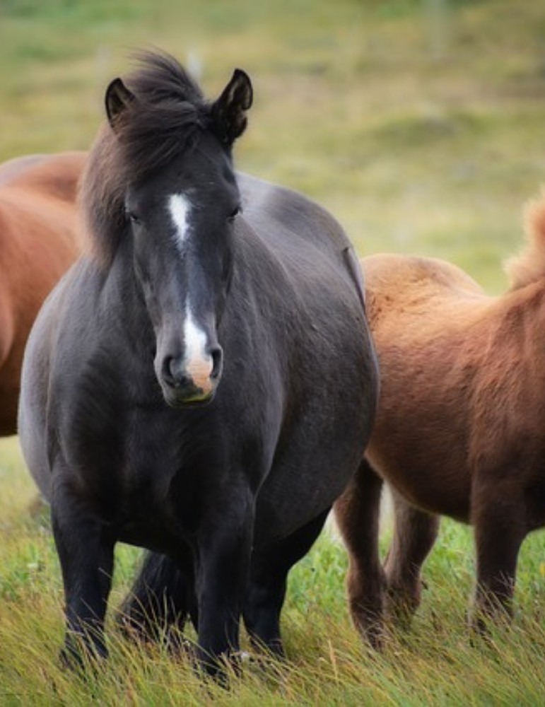 Circuit Islande 8 jours – Le Cercle d'Or, Glaciers & Fjords