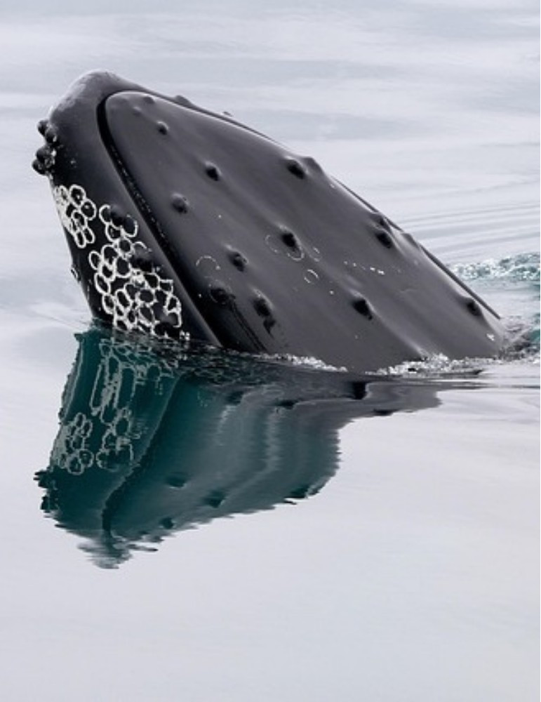 Circuit Islande 8 jours – Le Cercle d'Or, Glaciers & Fjords